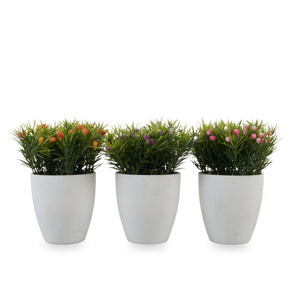Herbgrass With Fruit Box 27X14X8.5