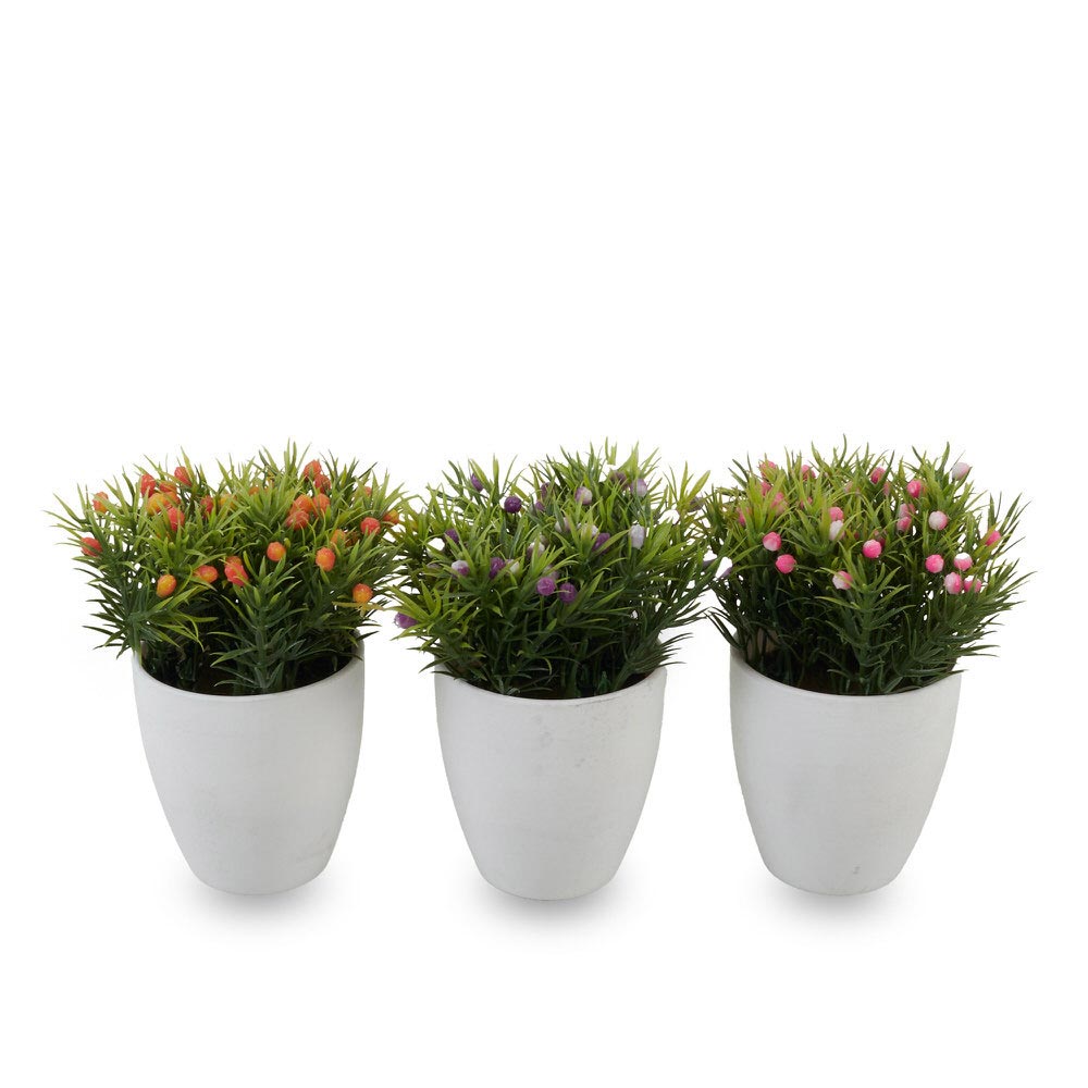 Herbgrass With Fruit Box 27X14X8.5