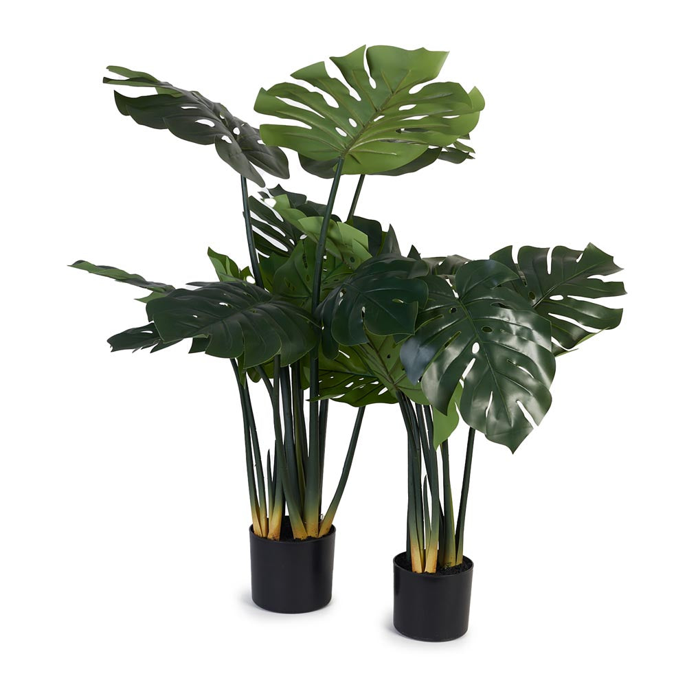 Monstera / Delicious Monster 120cm