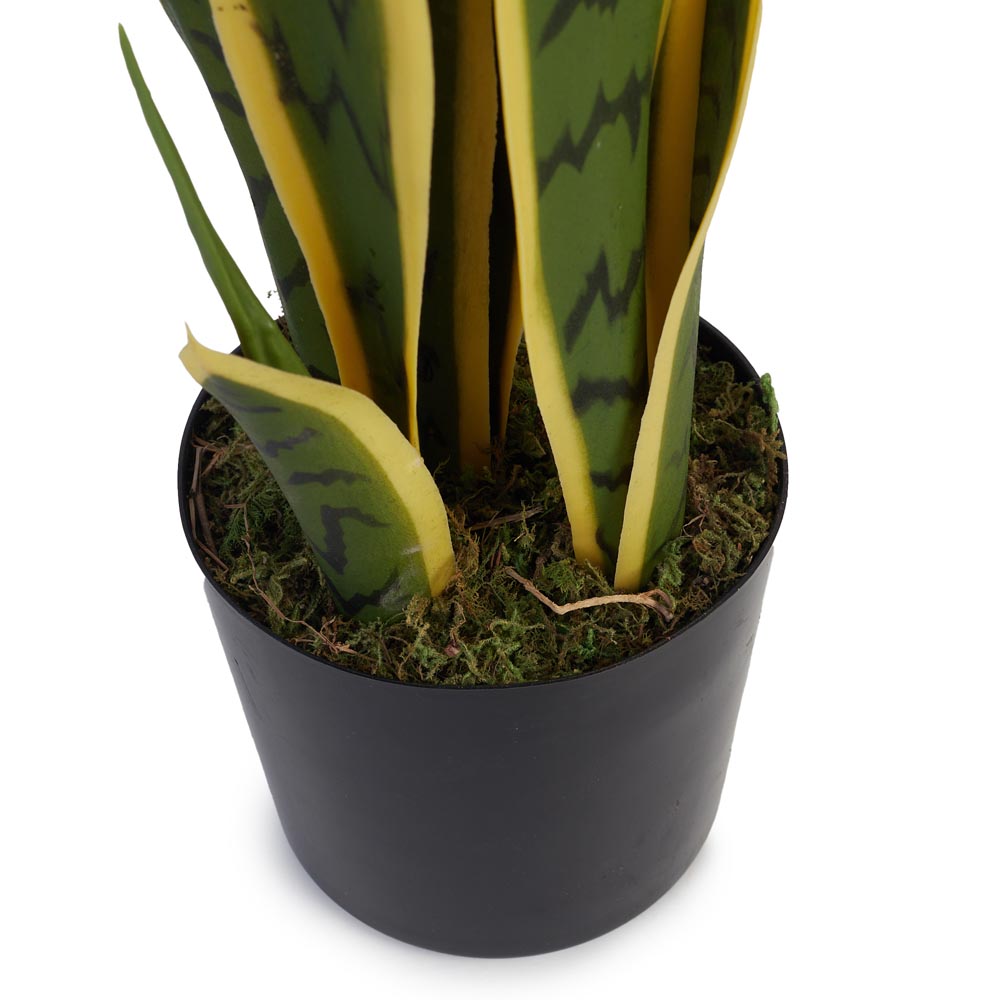 Snake Plant / Mother In Law's Tongue 45cm