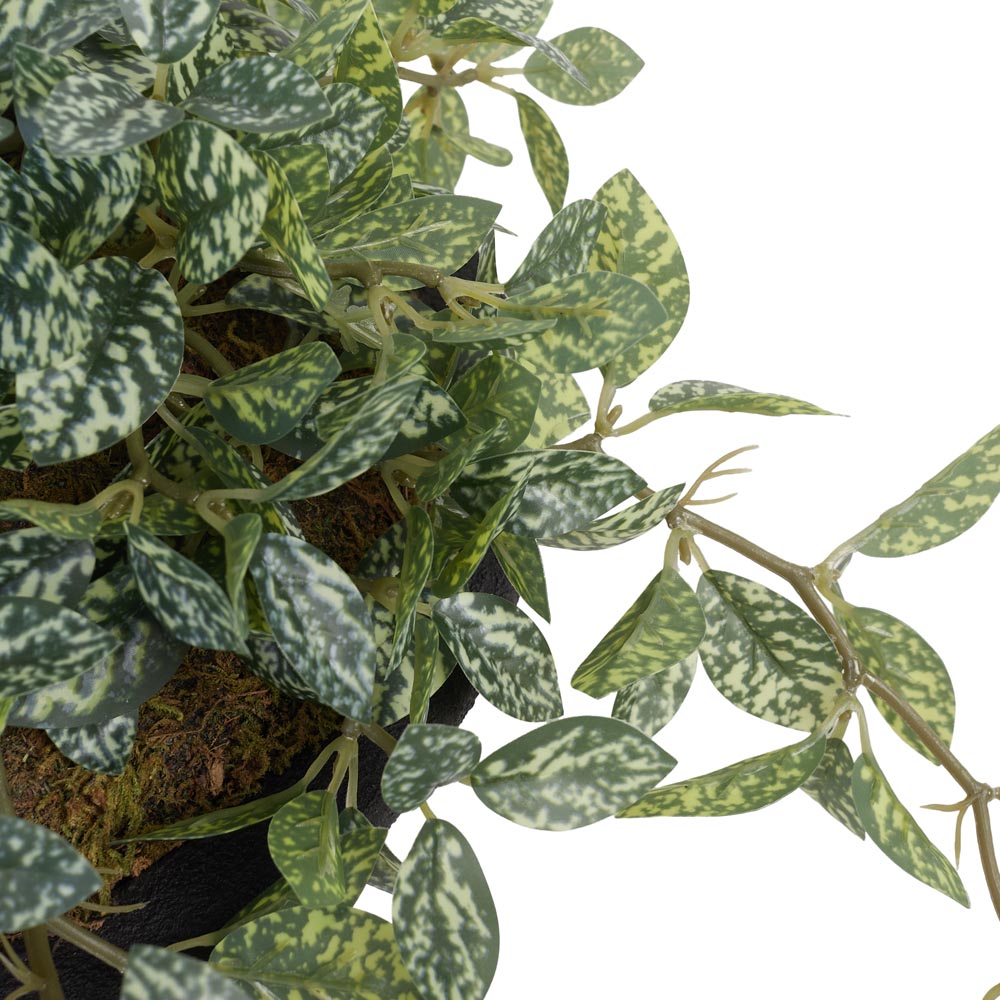 Trailing Spider Plant in Cement Pot Ø38x23cm