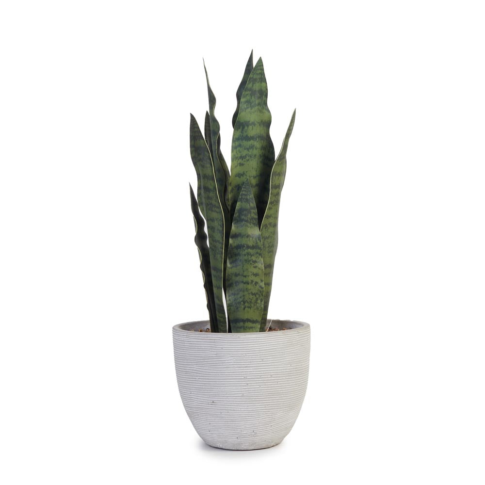 Snake Plant in Cement Pot Ø16x43cm