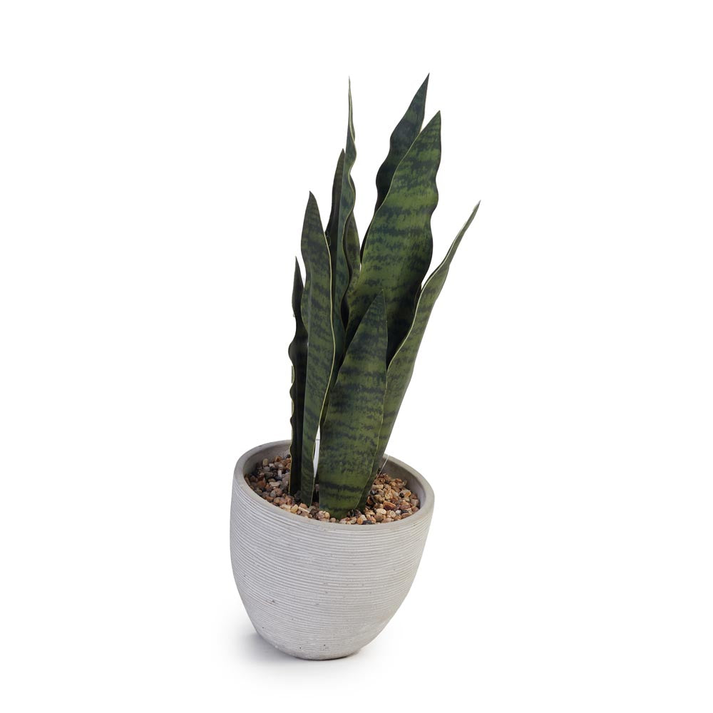 Snake Plant in Cement Pot Ø16x43cm
