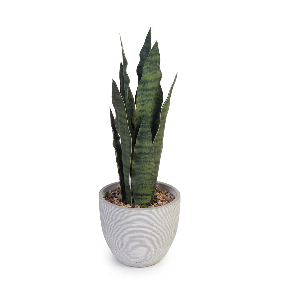 Snake Plant in Cement Pot Ø16x43cm