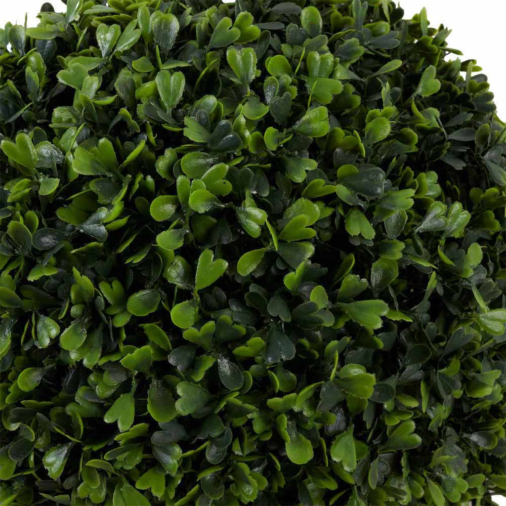 Boxwood 30Cm