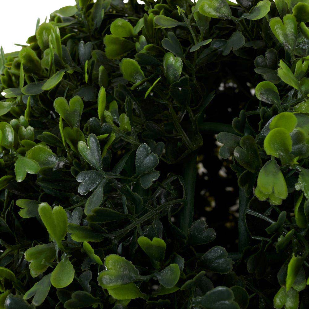 Boxwood 30Cm