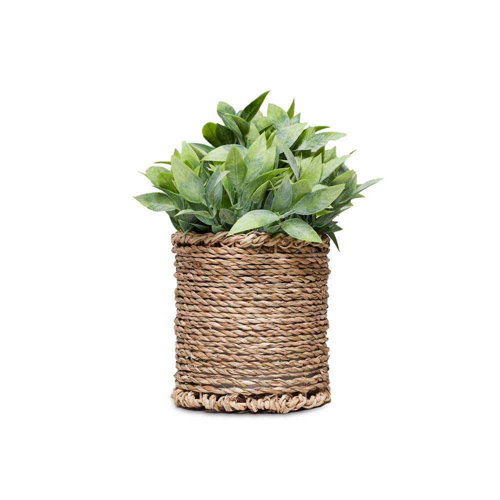Planted Sedge 22x22x25
