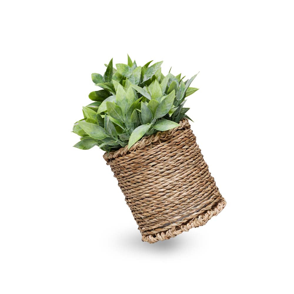 Planted Sedge 22x22x25