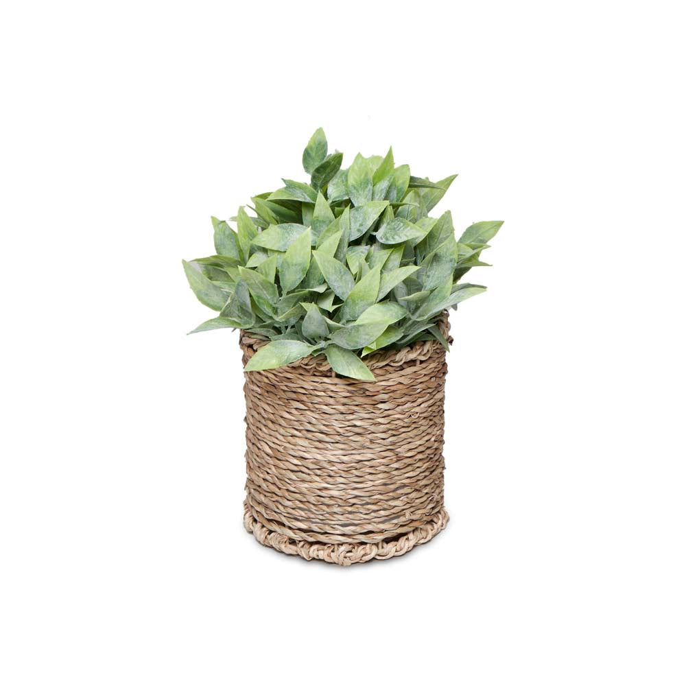 Planted Sedge 22x22x25