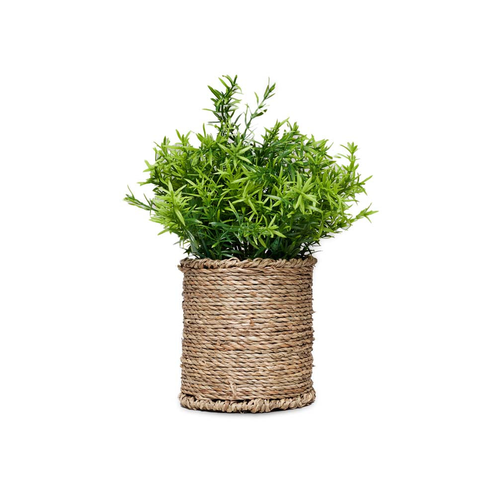 Grassula 18x18x27