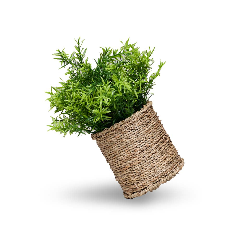 Grassula 18x18x27