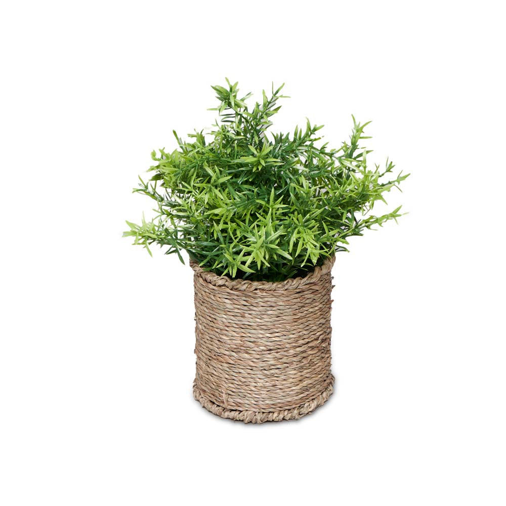 Grassula 18x18x27