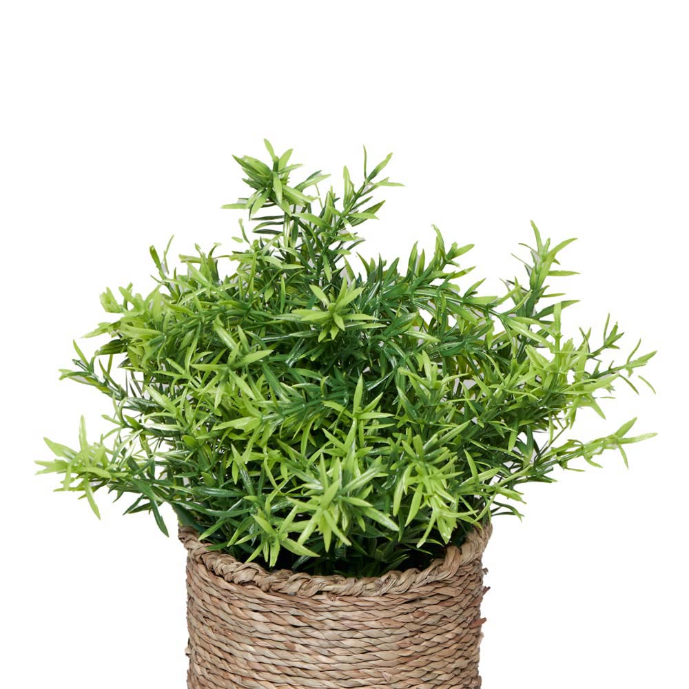Grassula 18x18x27