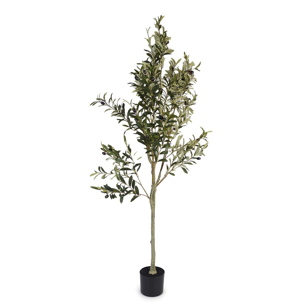 Olive Tree 150cm