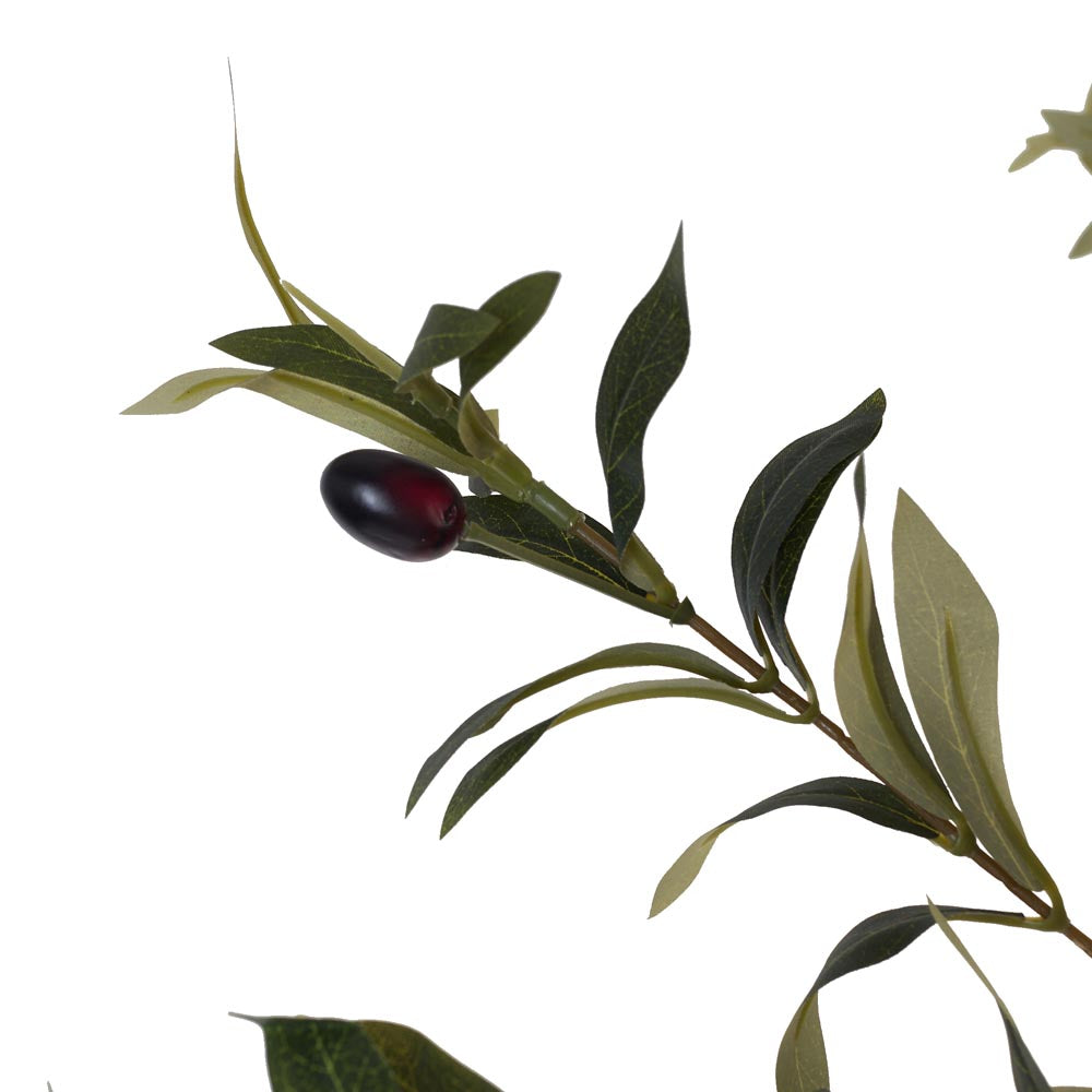 Olive Tree 150cm