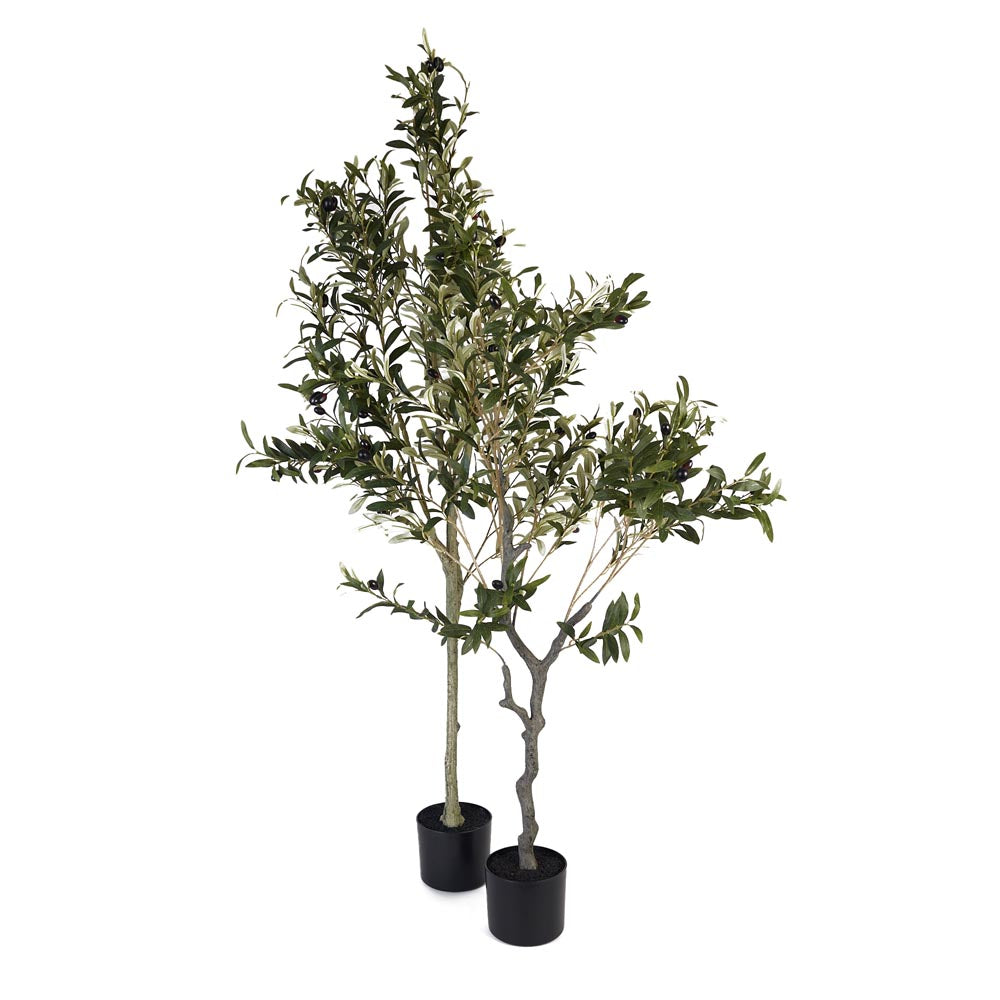 Olive Tree 150cm