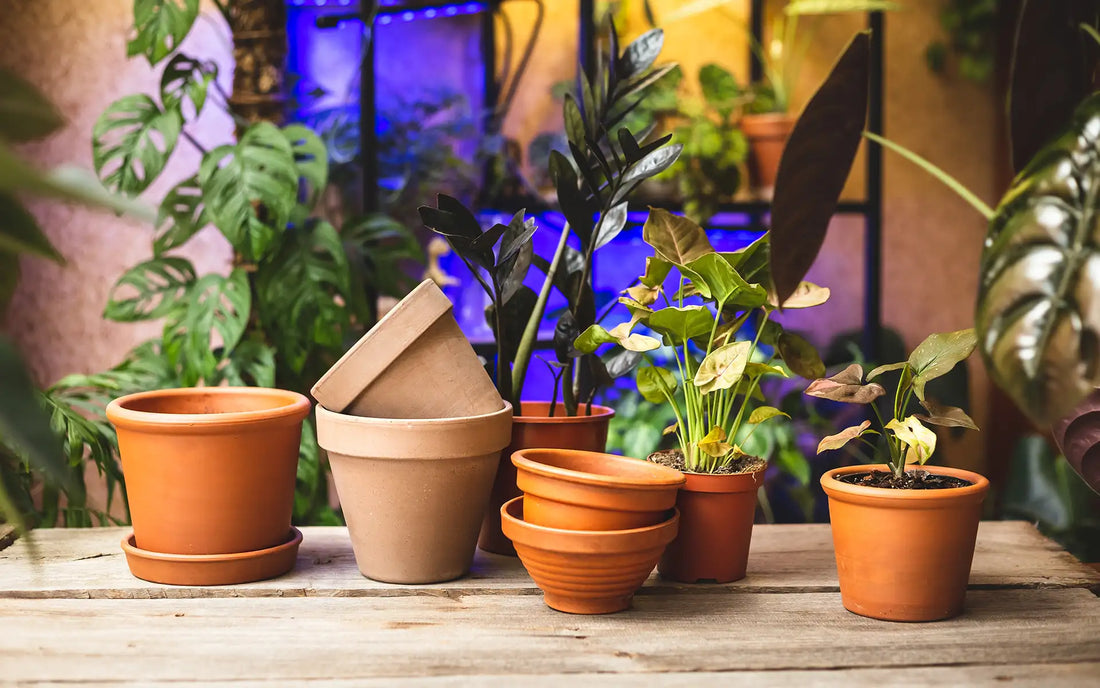 Garden Décor Ideas: Elevate Your Home with Stylish Ceramic Pots