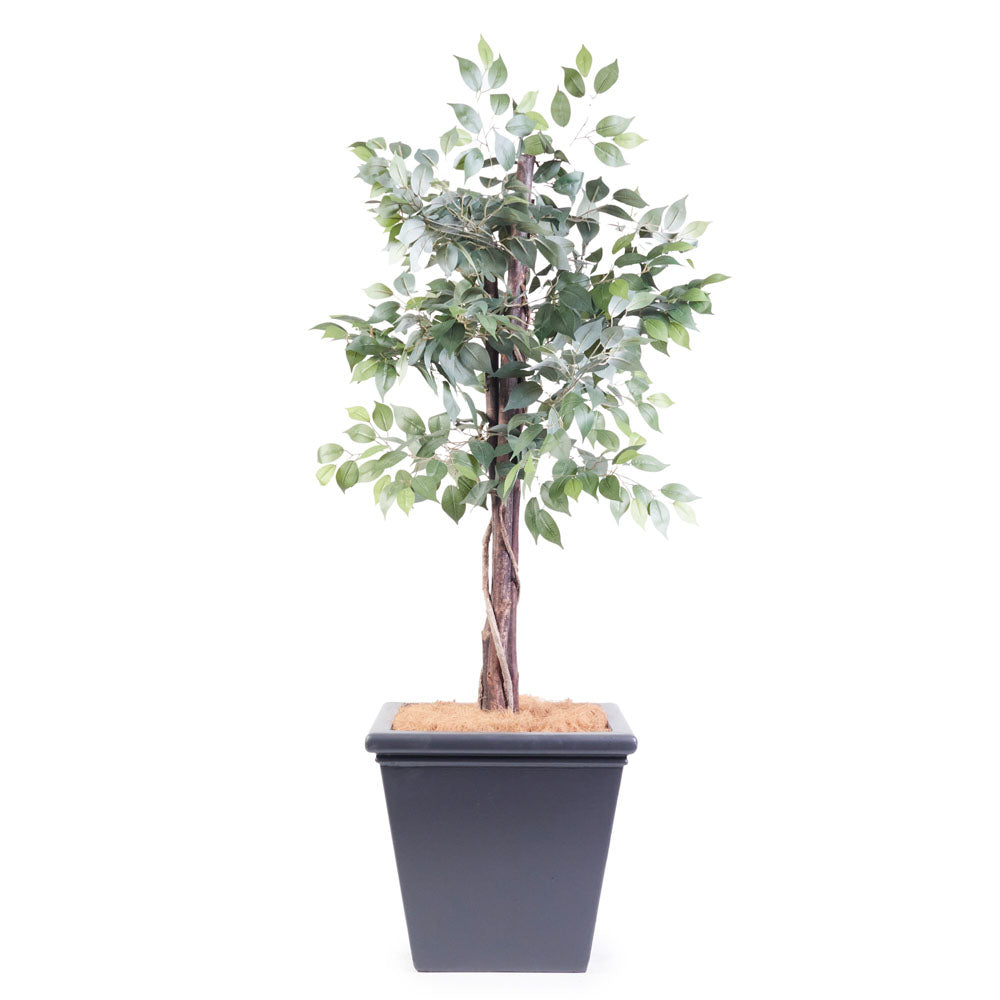 Antonio Large W650*H590