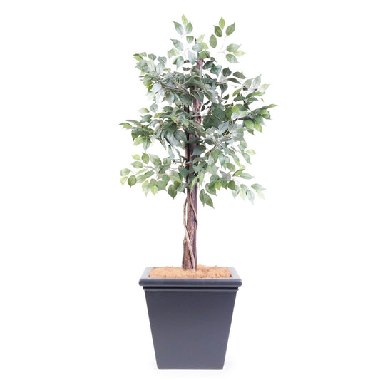 Antonio Large W650*H590