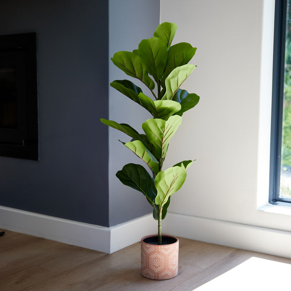 Fiddle Leaf Fig 85cm