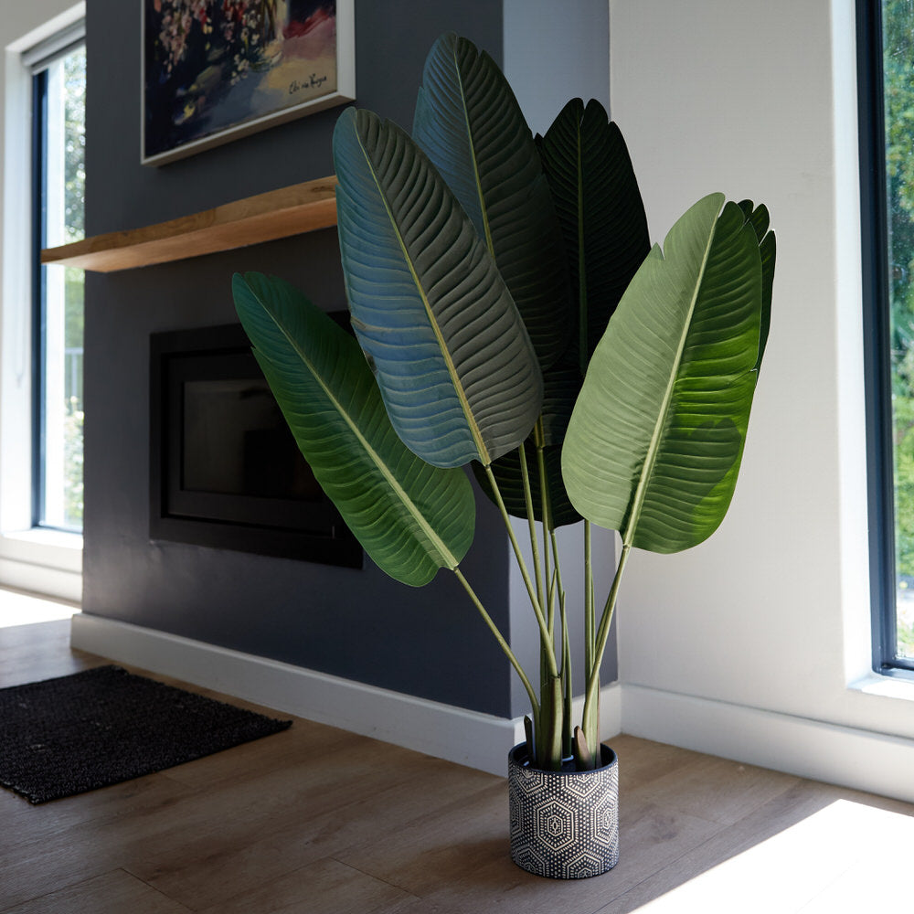 Strelizia / Bird of Paradise 120cm