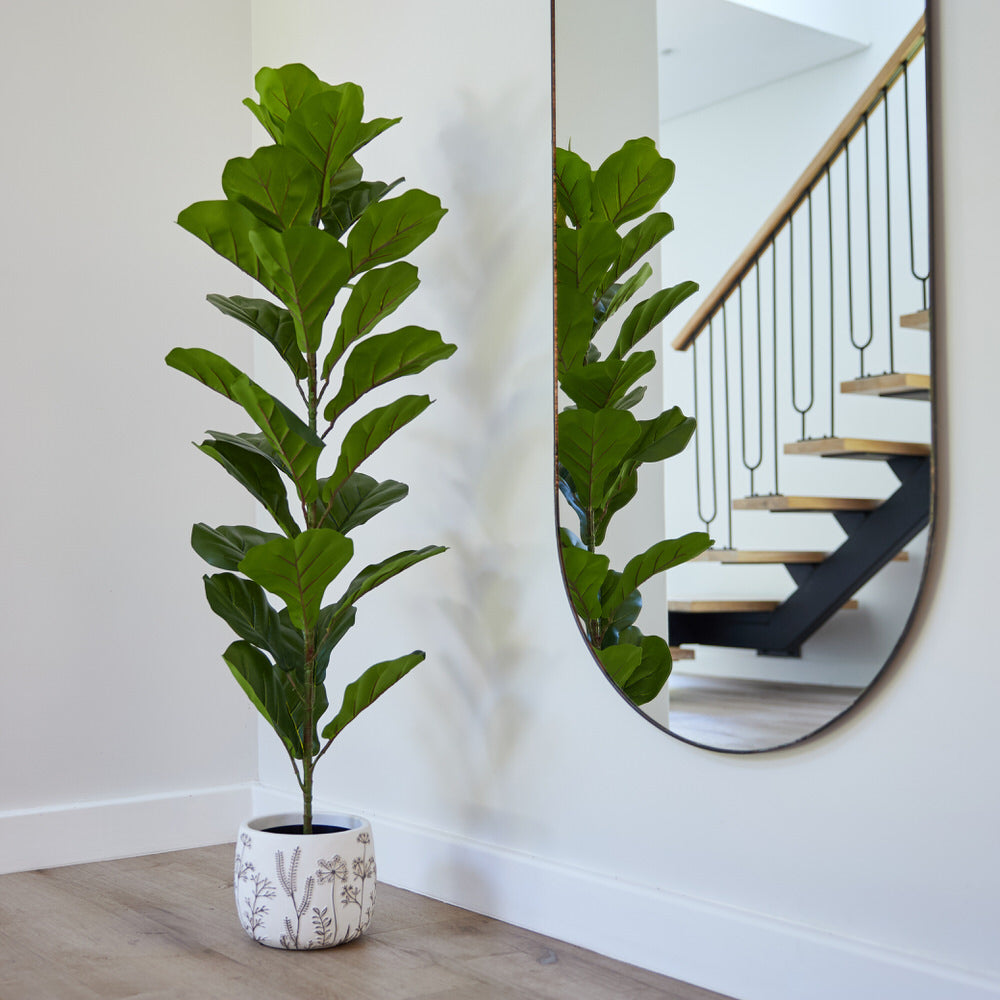Fiddle Leaf Fig 120cm