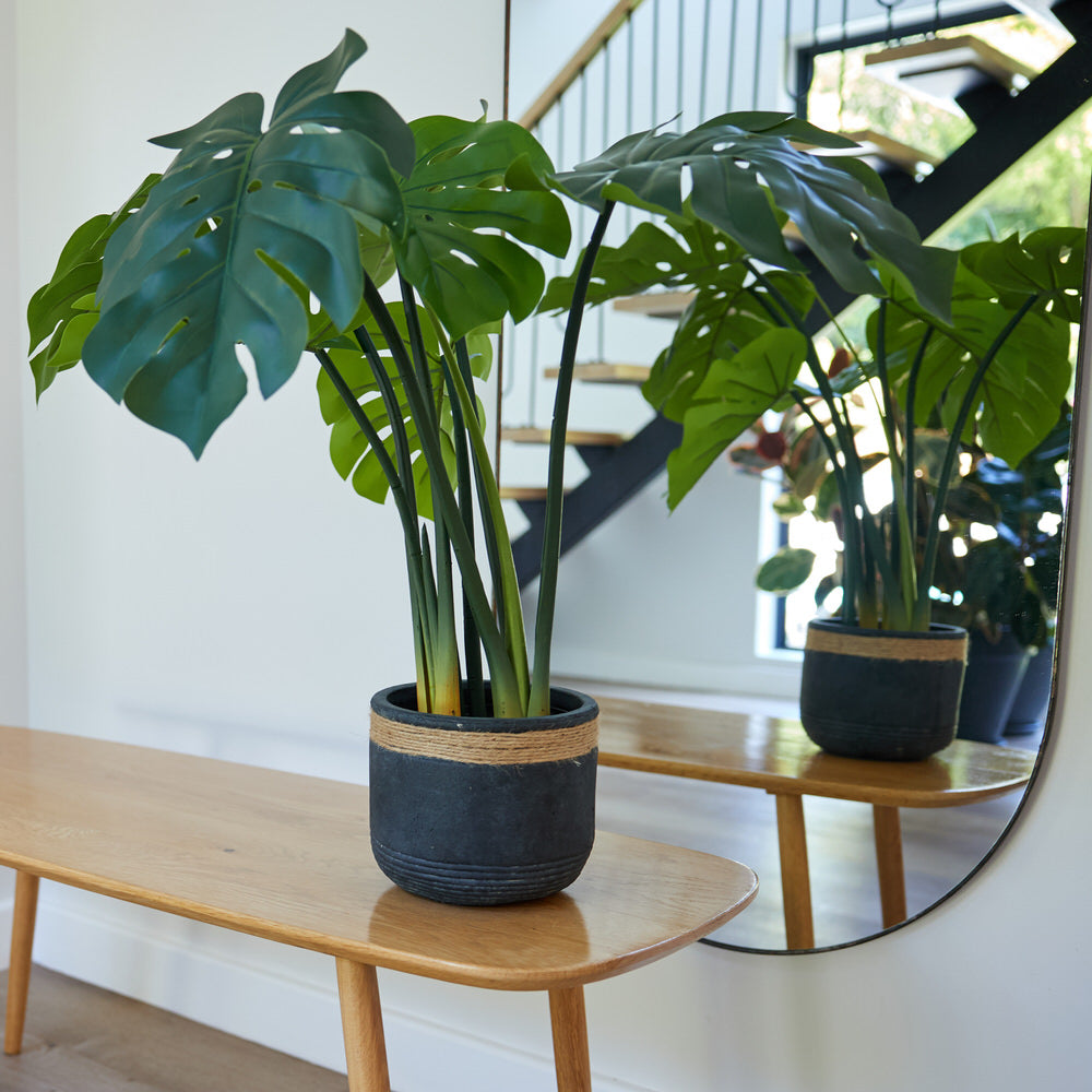 Monstera / Delicious Monster 120cm