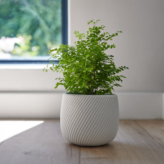 Ivory Ridge Planter Ø15x13cm – Price and Sons