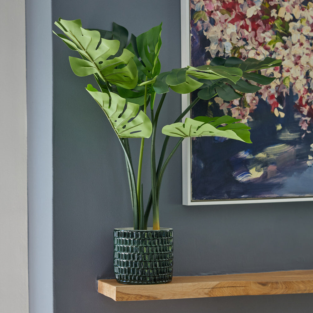 Monstera / Delicious Monster 80cm