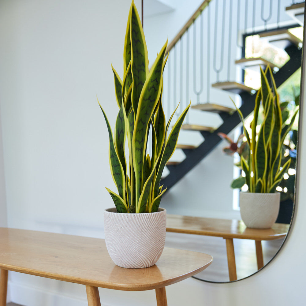 Snake Plant / Mother In Law's Tongue 67cm