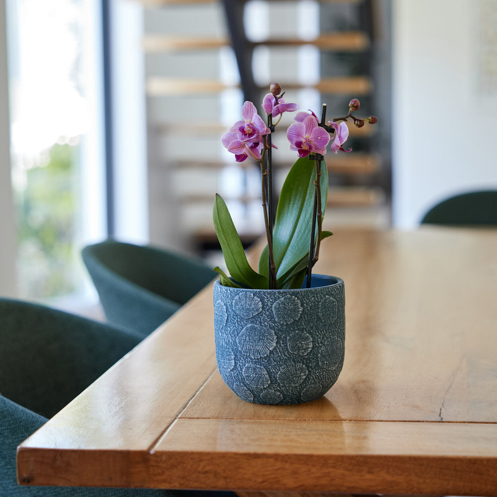 Ocean Reef Pot Ø14x12cm