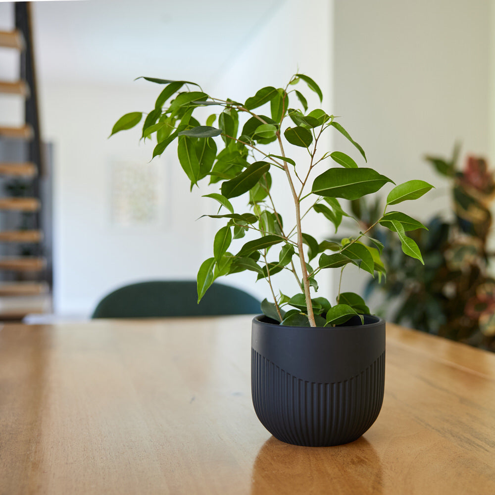 Slate Flute Pot Ø14x12cm