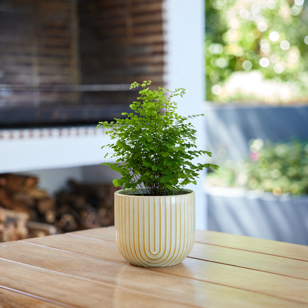 Vanilla Arc Pot Ø14x12cm