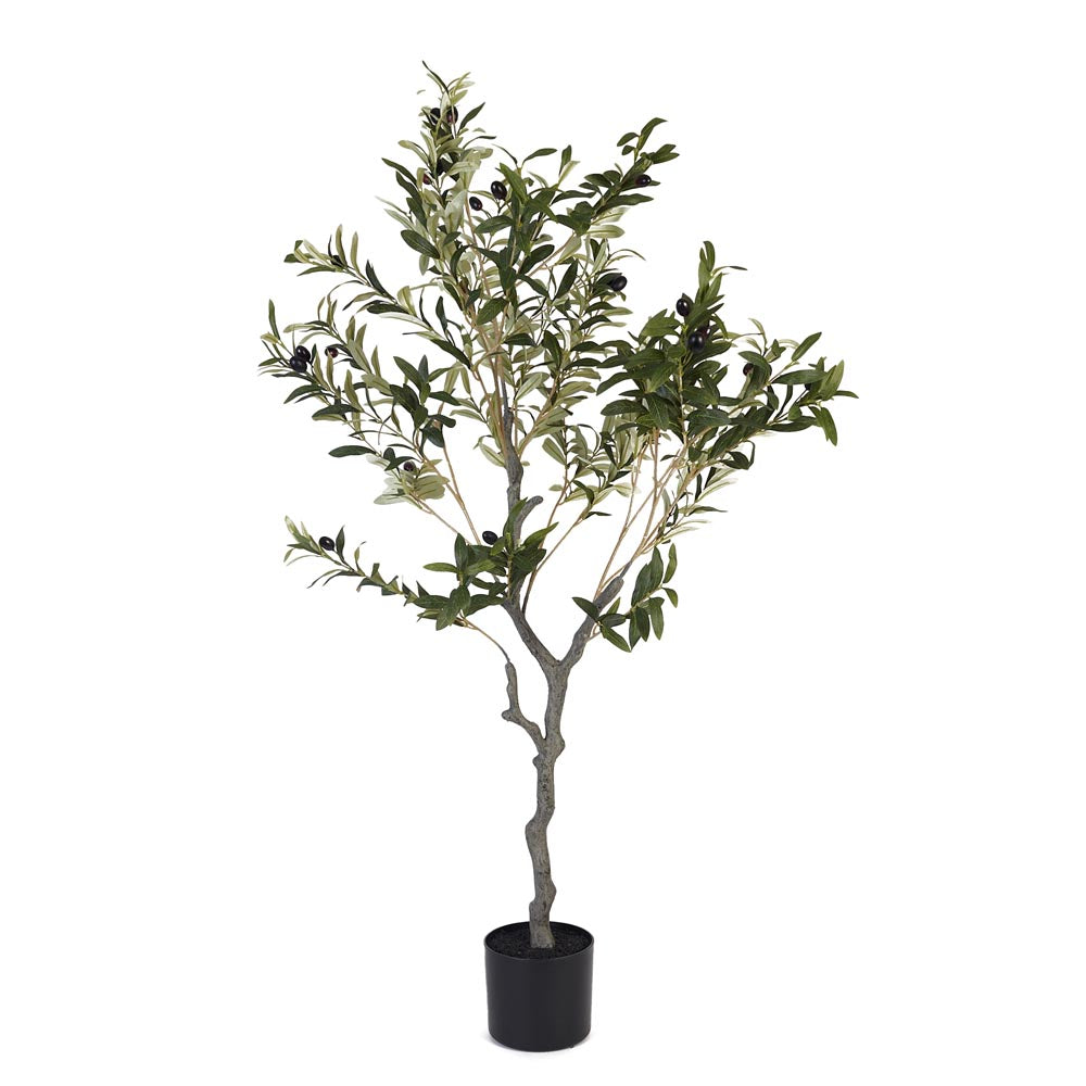 Olive Tree 120cm