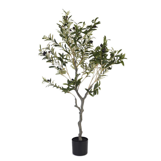 Olive Tree 120cm