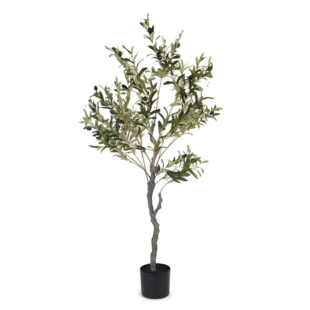 Olive Tree 120cm