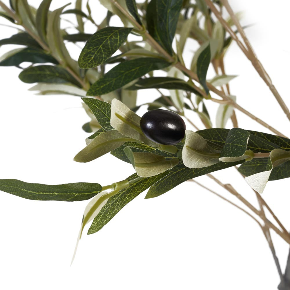 Olive Tree 120cm