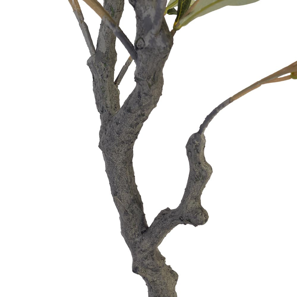 Olive Tree 120cm