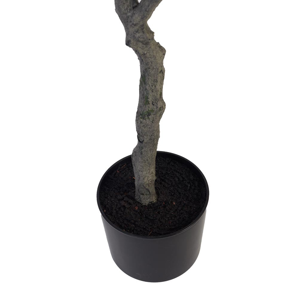 Olive Tree 120cm
