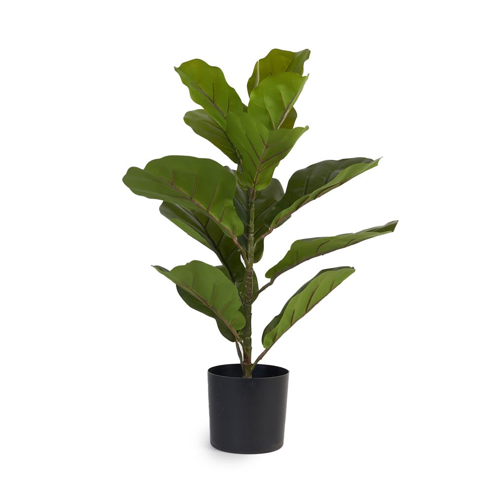 Fiddle Leaf Fig 60cm