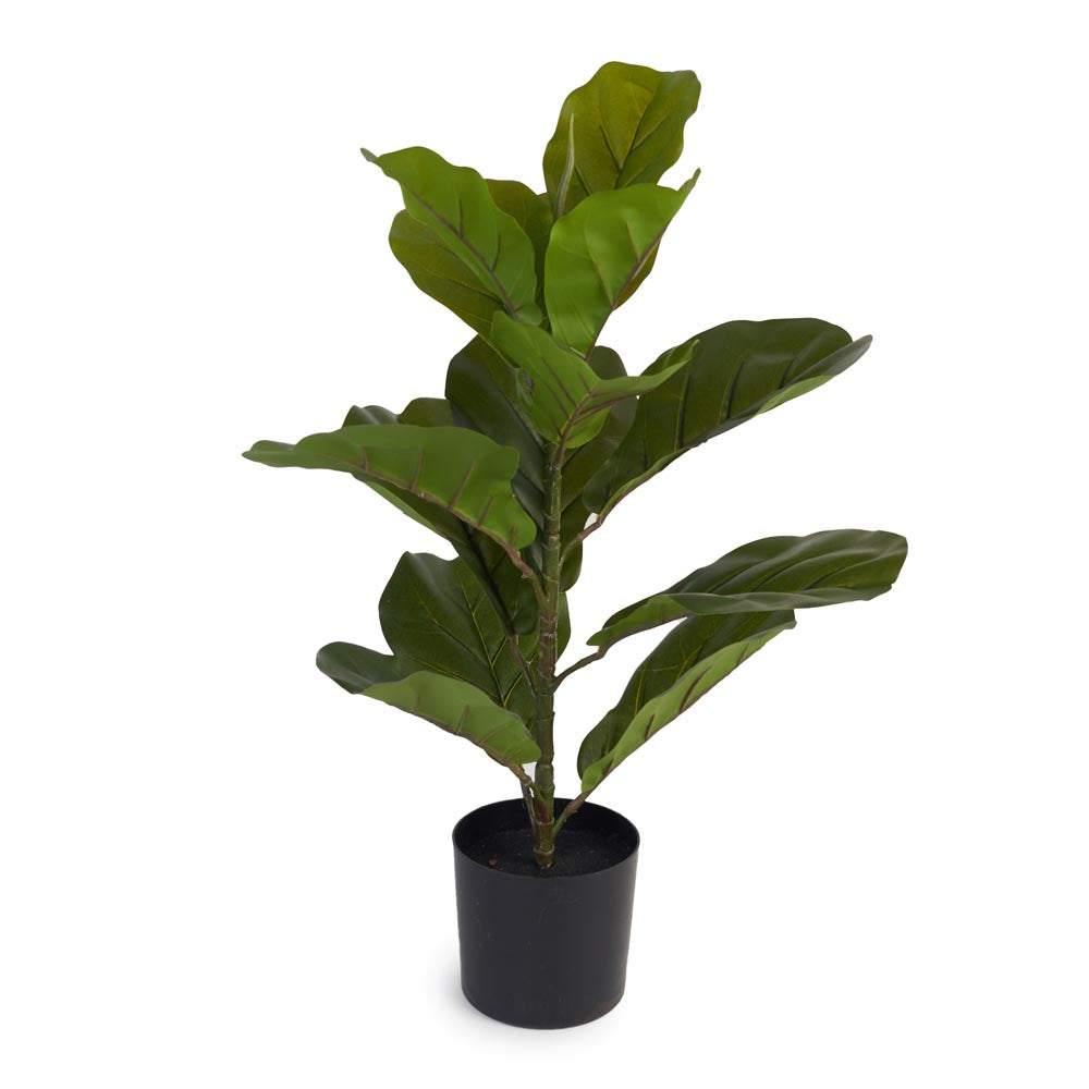 Fiddle Leaf Fig 60cm