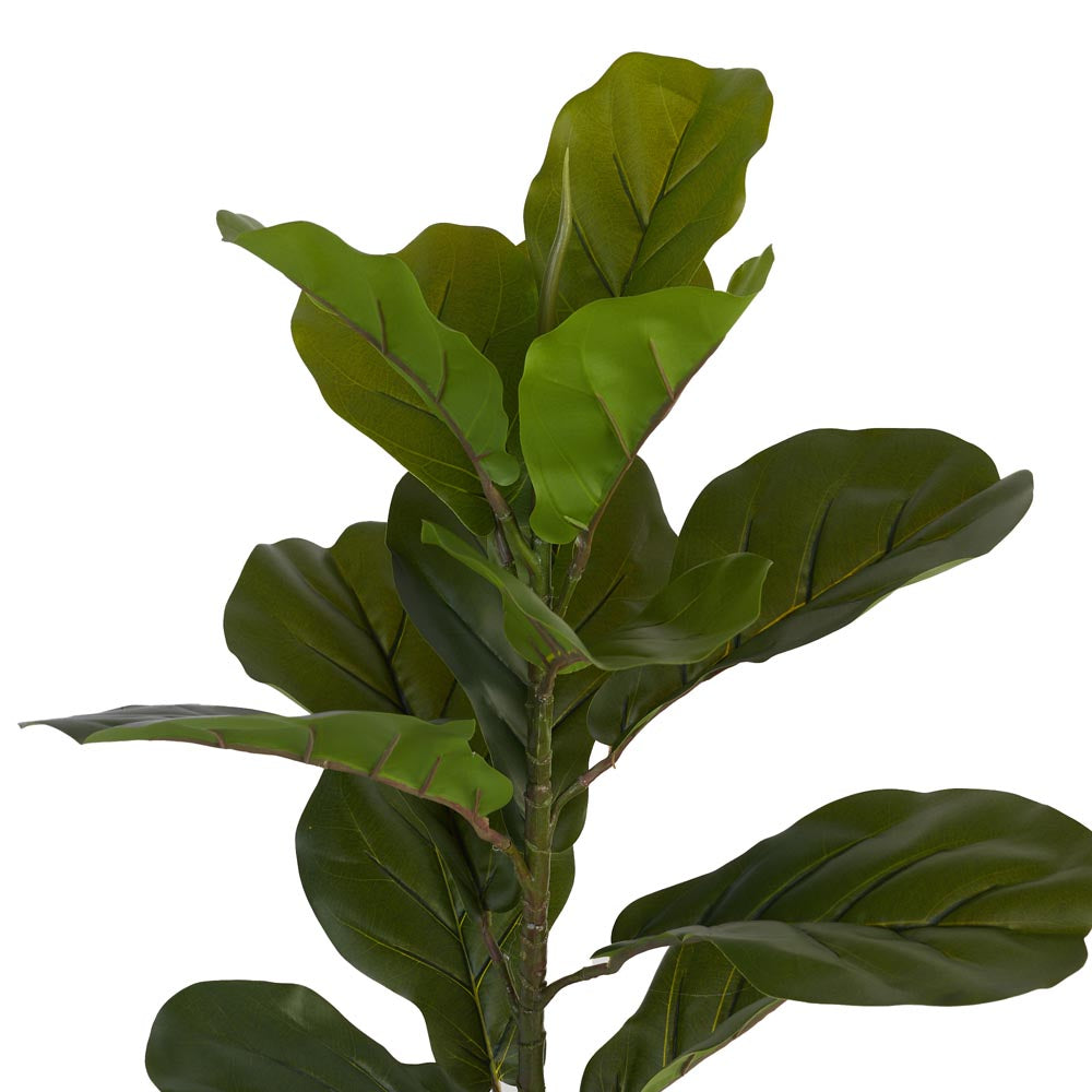 Fiddle Leaf Fig 60cm