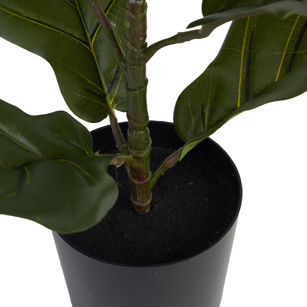 Fiddle Leaf Fig 60cm