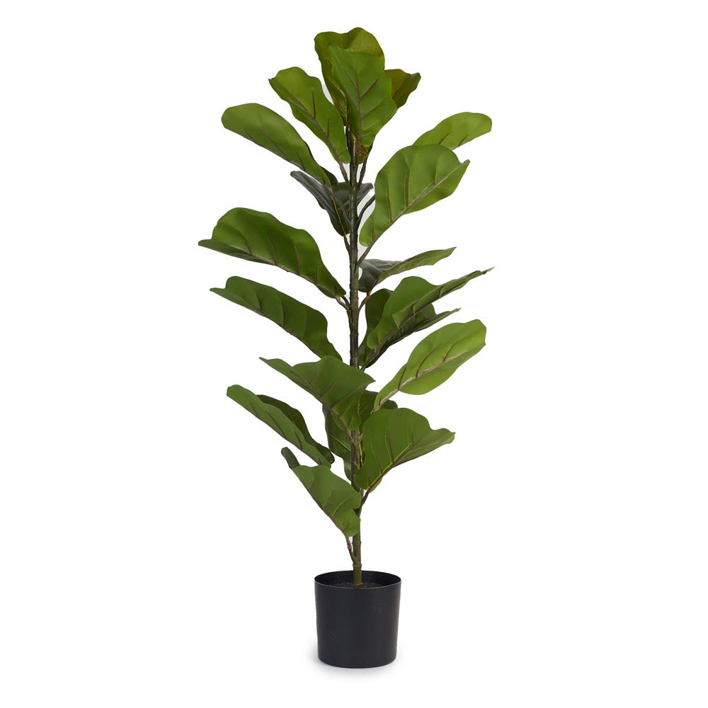 Fiddle Leaf Fig 85cm