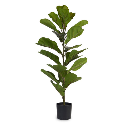 Fiddle Leaf Fig 85cm