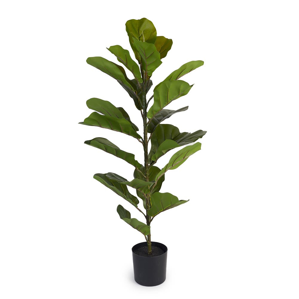 Fiddle Leaf Fig 85cm