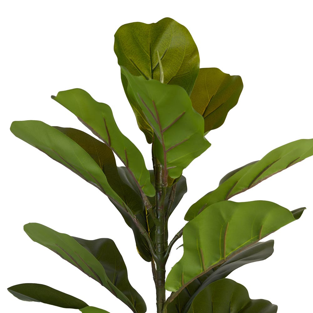 Fiddle Leaf Fig 85cm