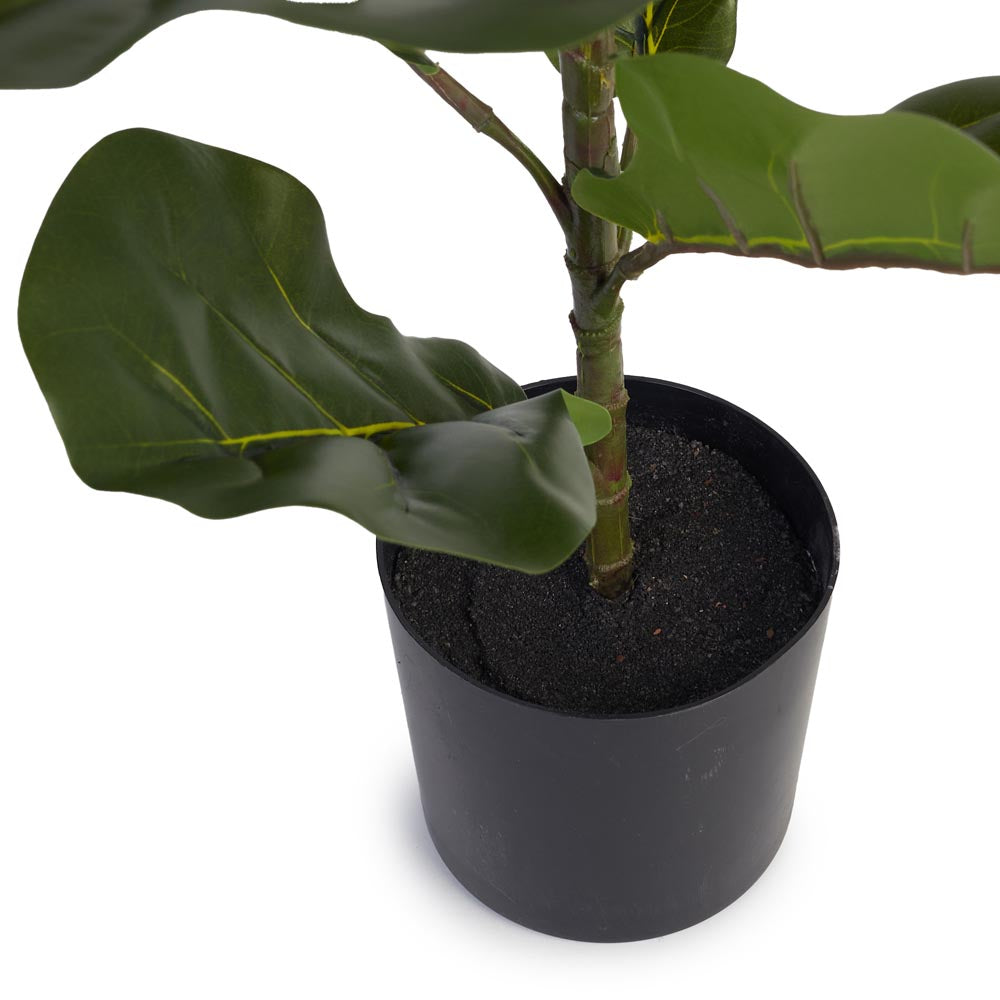 Fiddle Leaf Fig 85cm