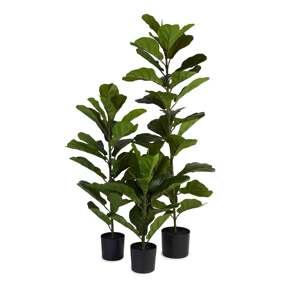 Fiddle Leaf Fig 120cm