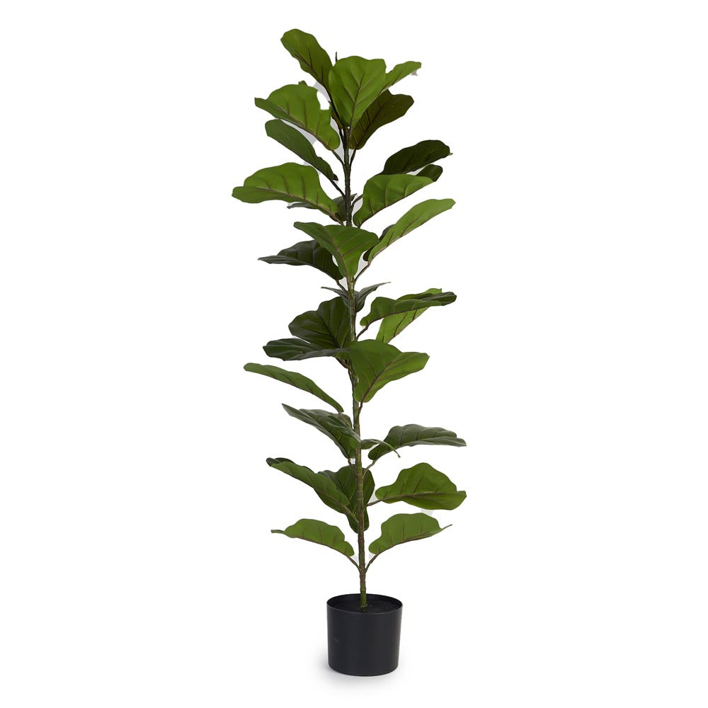 Fiddle Leaf Fig 120cm